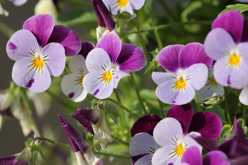Flowering Cascade