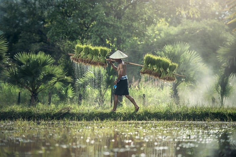 Flood Irrigation